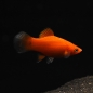 Preview: Platy Rot, Xiphophorus maculatus var. red